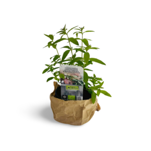 Kruidenplant Citroenverbena