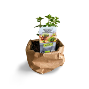 Kruidenplant Griekse Oregano