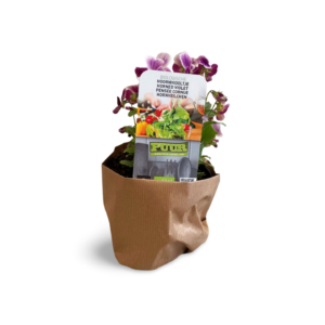 Kruidenplant Hoornviooltje