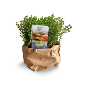 Kruidenplant Tijm