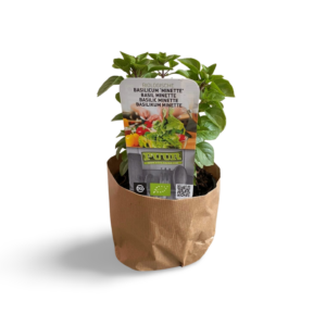 Kruidenplant Basilicum Minette