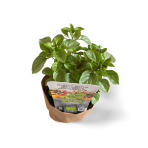 Ocimum Basilicum Magic Whtie