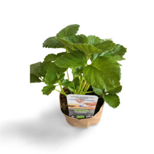 Fragaria Milan