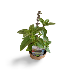 Kruidenplant Basilicum Groenbladig